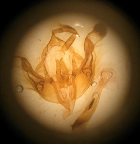 Réf. 246 739 : Conisania luteago